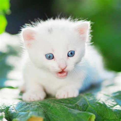 geo kitten tm|Visit geokitten's Island on Nifty Island .